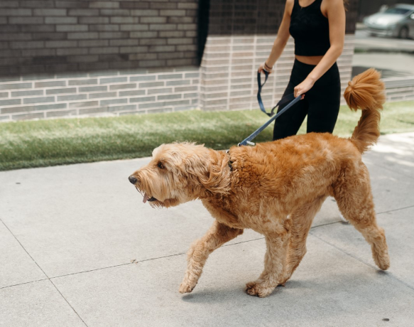 A pet-friendly student apartment near the University of Maryland