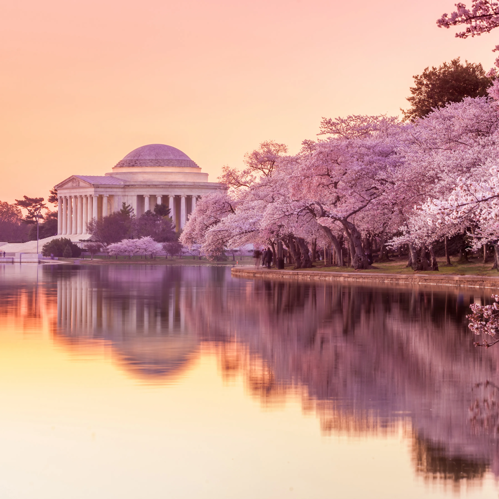 Image of cherry blossom season.