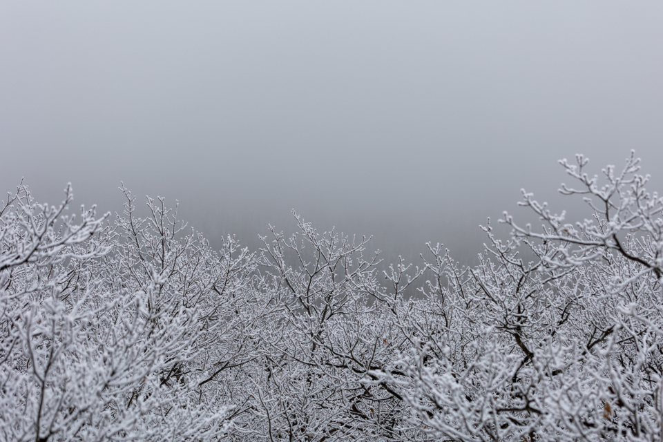 Bare tree branches covered in frost against a gray, foggy sky.
